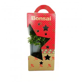 Christmas Bonsai