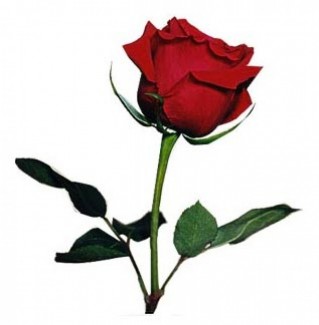 Single red Rose