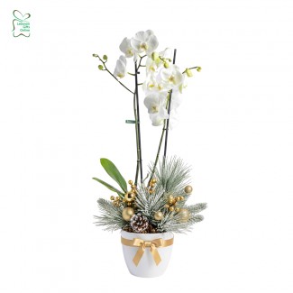 snowhite elegant orchid