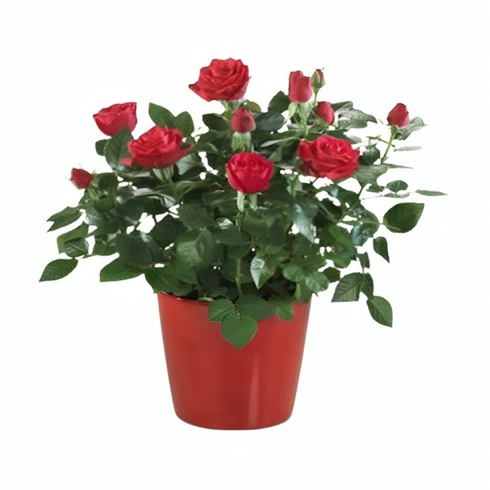 Baby Rose | LebanonGifts