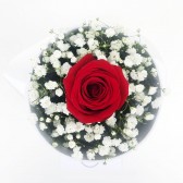 Cylinder Rose | LebanonGifts